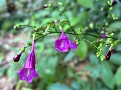 Strobilanthes hamiltoniana