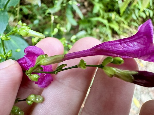 Strobilanthes hamiltoniana, photograph 1