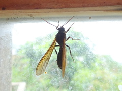 Pseudosphex ichneumonea