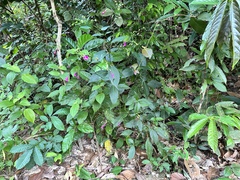 Strobilanthes hamiltoniana, photograph (c) scallions, some rights reserved (CC BY)