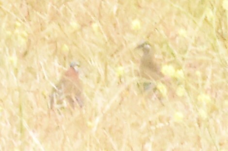 Brush Bronzewing (Phaps elegans), photo 4