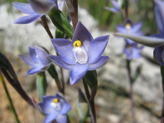 Thelymitra bracteata