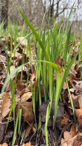 Grass-Leaved Flag (Iris graminea)
