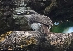 Malabar Woodshrike (Tephrodornis sylvicola), photo 4