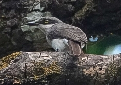 Malabar Woodshrike (Tephrodornis sylvicola), photo 4