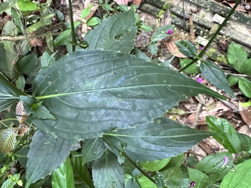 Strobilanthes hamiltoniana, photograph 3