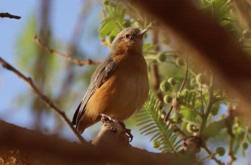 iNaturalist image
