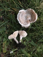 Pseudoomphalina intermedia