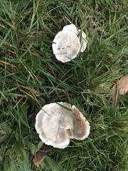 Pseudoomphalina intermedia