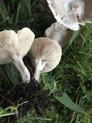 Pseudoomphalina intermedia