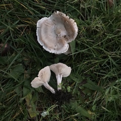 Pseudoomphalina intermedia