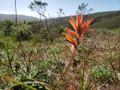 Castilleja subinclusa