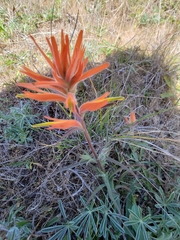 Castilleja subinclusa