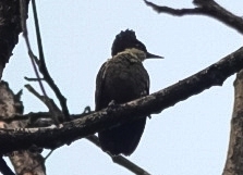 Heart-spotted Woodpecker (Hemicircus canente), photo 3