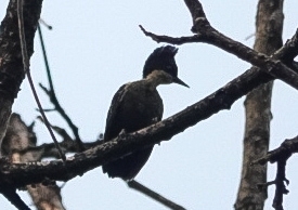 Heart-spotted Woodpecker (Hemicircus canente), photo 4