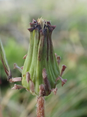 Taraxacum formosanum