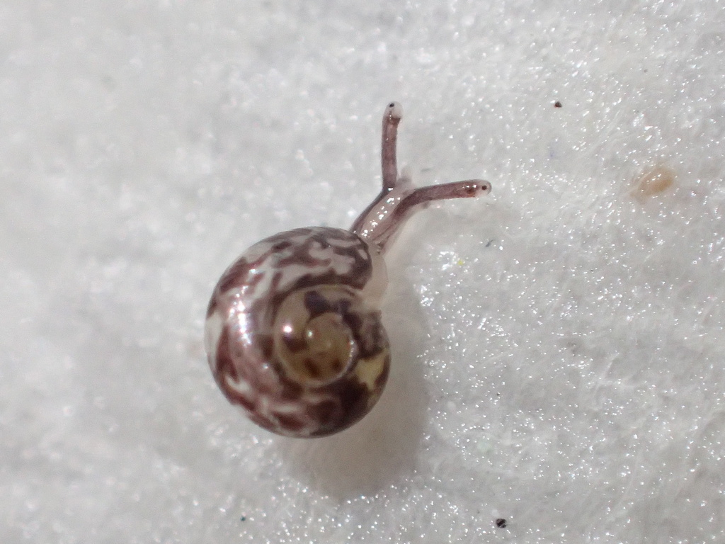 Guadalupe Lancetooth Snail