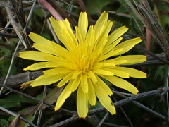 Taraxacum formosanum