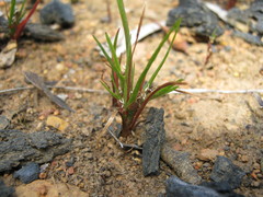 Centrolepis aristata