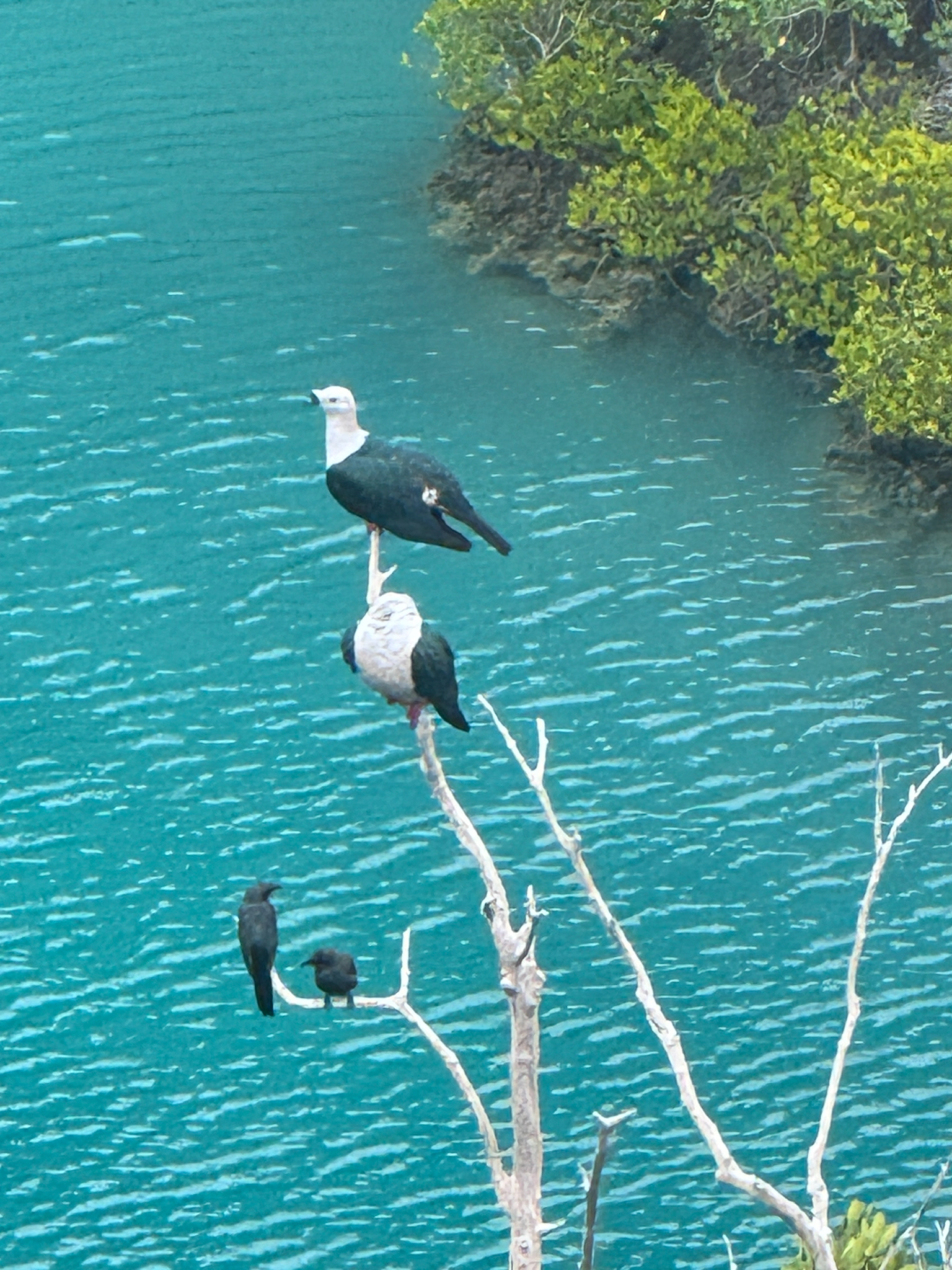Spice Imperial Pigeon (Ducula myristicivora), photo 2