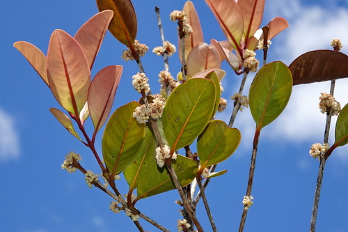 Syzygium pancheri observed 2026-01-04
