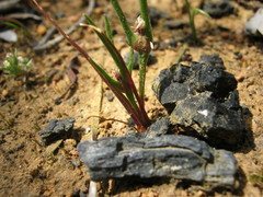 Centrolepis aristata