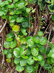 Polyscias scutellaria