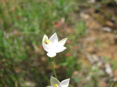 Thelymitra albiflora