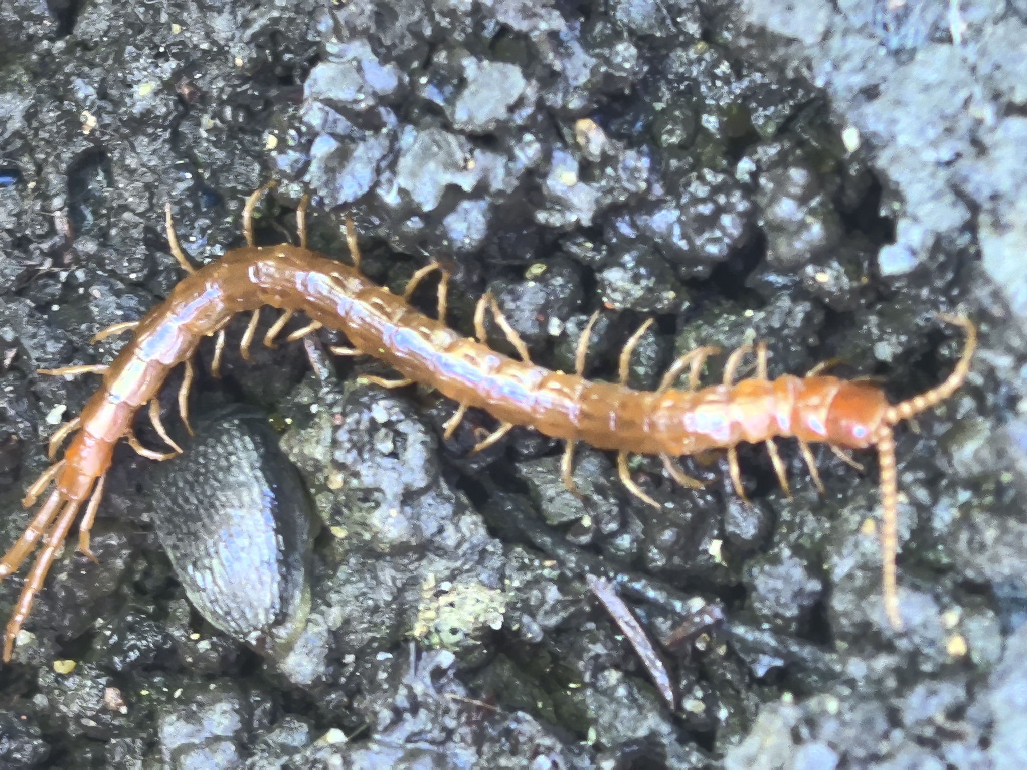 Cryptops anomalans Newport, 1844