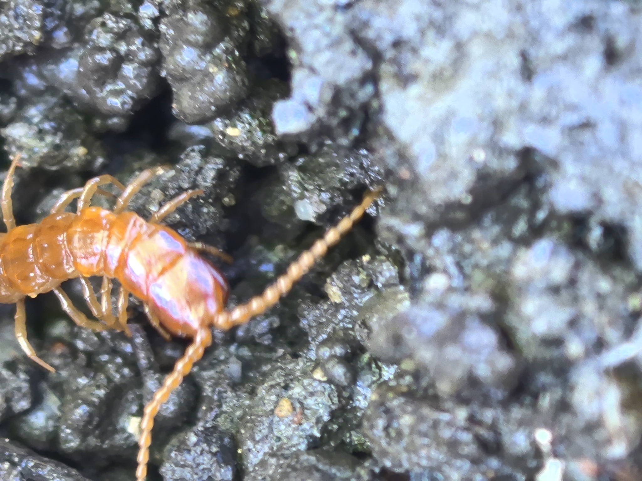 Cryptops anomalans Newport, 1844