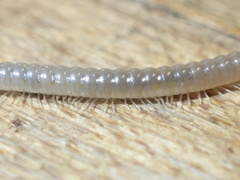 Tigolene clementinus