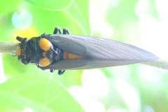 Huechys fusca