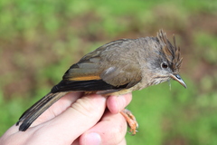 Stripe-Throated Yuhina photo 5