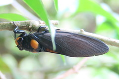 Huechys fusca