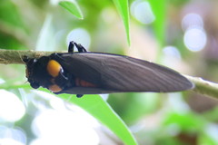 Huechys fusca