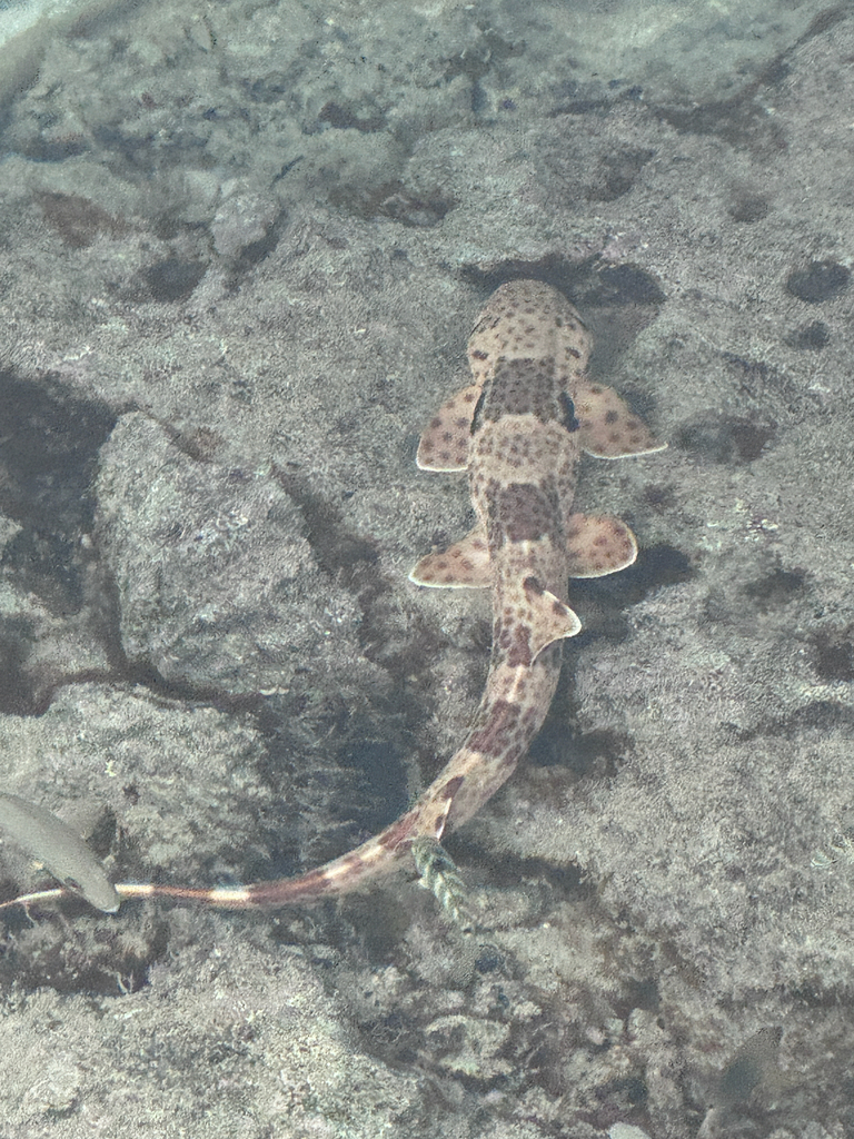 Walking shark in clear shallow water over rock, with banded body and long tail