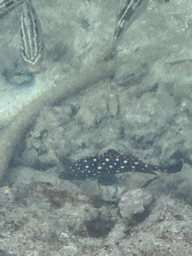 Garrupa