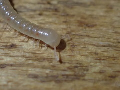 Tigolene clementinus