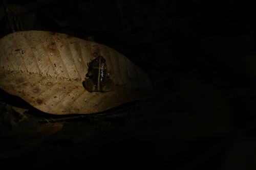 Occidozyga sumatrana, 2026-03-12