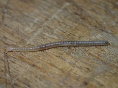 Tigolene clementinus