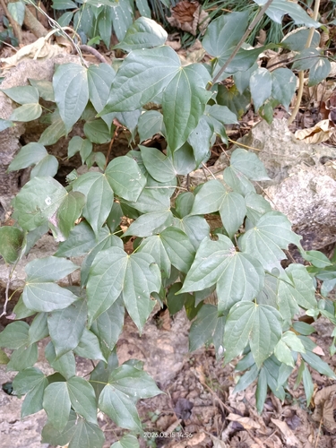 Champion's Bauhinia (Phanera championii)
