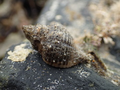 Acanthinucella spirata