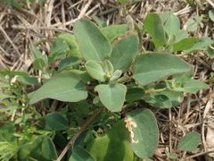 Chenopodium acuminatum virgatum