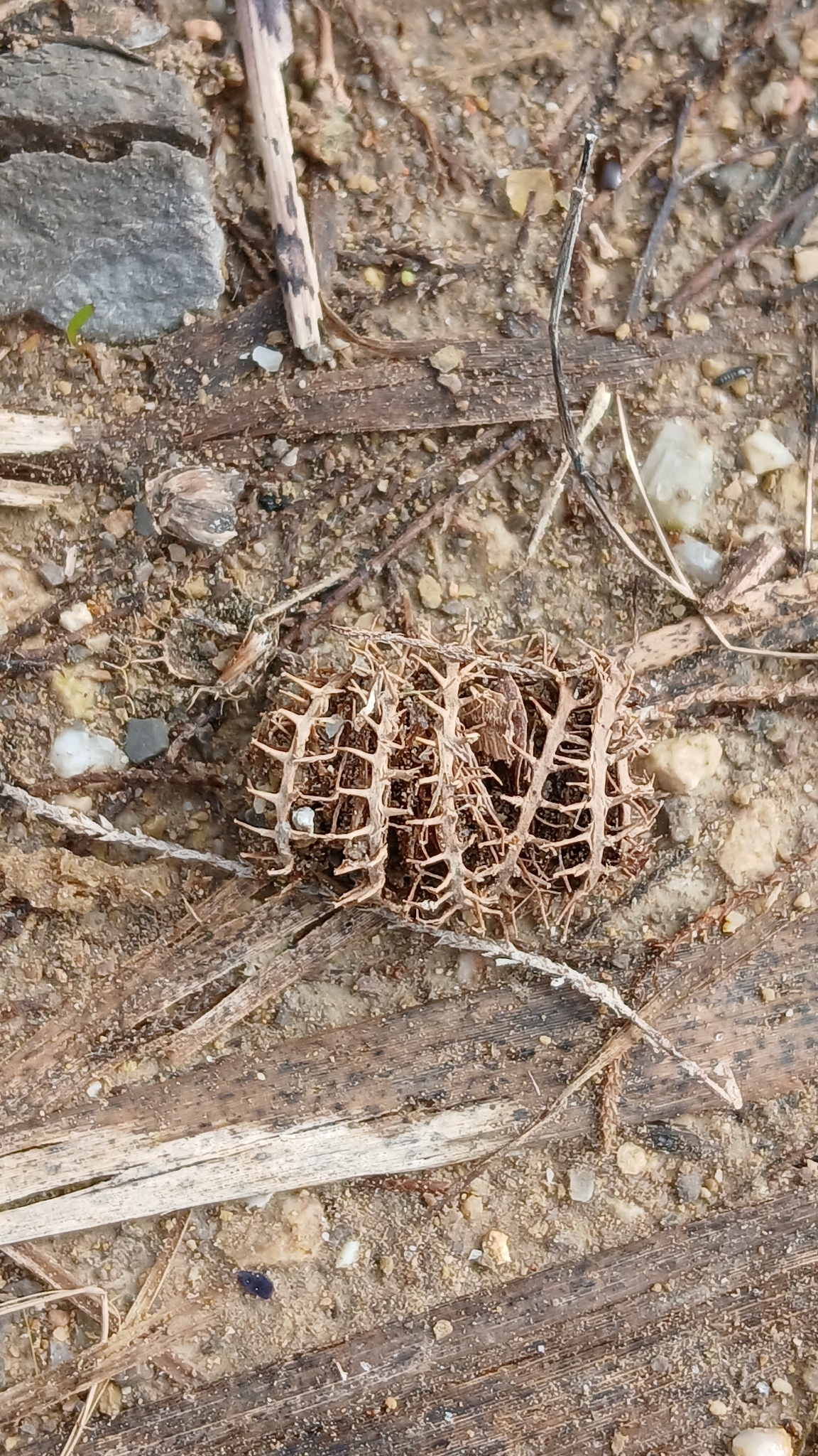Mielga ciliar