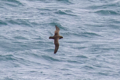 Procellaria parkinsoni