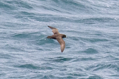 Procellaria parkinsoni