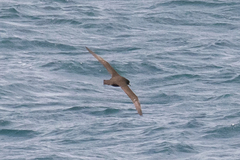 Procellaria parkinsoni