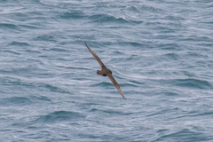 Procellaria parkinsoni