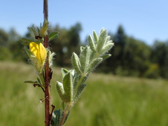 Leobordea corymbosa