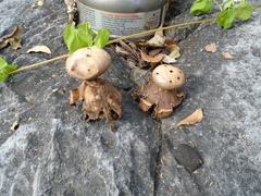 Myriostoma coliforme